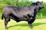 ANGUS