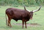 ANKOLE