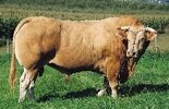 BLONDE D'AQUITAINE