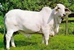 BRAHMAN