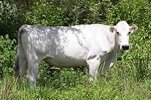 CHIANINA