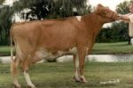 GUERNSEY