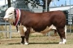 HEREFORD