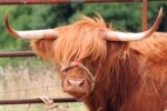 HIGHLAND
