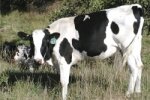 holstein02red.jpg (7659 bytes)