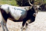 KATERINI