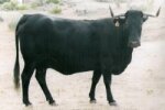 MORUCHA CAPA NEGRA