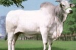NELORE