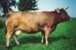 ORIGINAL GERMAN BROWN