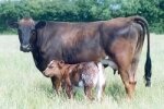 PIEMONTESE