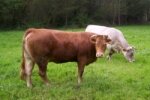 RUBIA GALLEGA