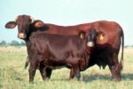 SANTA GERTRUDIS
