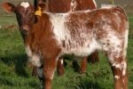 SHORTHORN