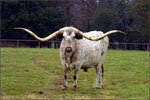 TEXAS LONGHORN