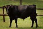 WAGYU