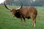 WATUSI