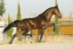 CABALLOS