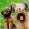 MASCOTAS